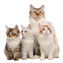 Group of cat family png cats png family png group png animals png pets png kittens png transparent background