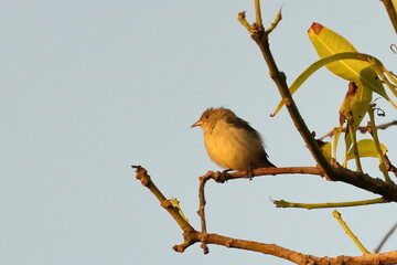Birds of SL