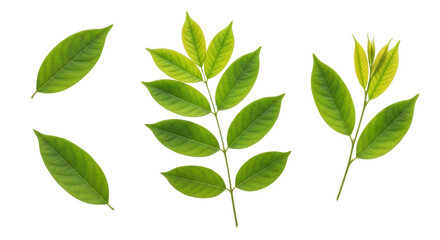 Isolated Green Leaves Set