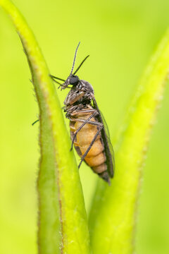 Tiny sciaridae diptera standing between two leaves with blurred green background