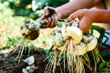 Woman picking white onions harvest in summer.