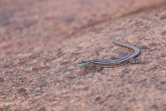 Wilhelm's Flat Lizard On Granite Rock (Platysaurus intermedius wilhelmi)