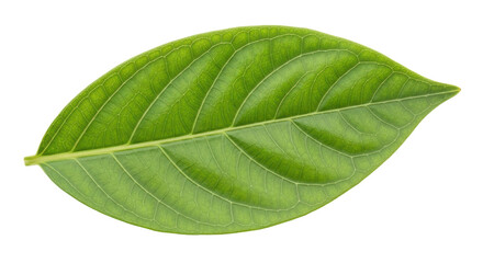 Obraz premium Isolated Green Leaf