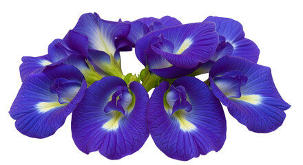 Isolated Butterfly Pea Flowers Cluster