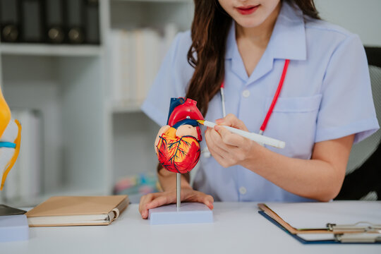 Asian cardiologist doctor women explaining about anatomical of human heart model to female patient after examining health while giving counseling about medical and mental health therapy in clinic