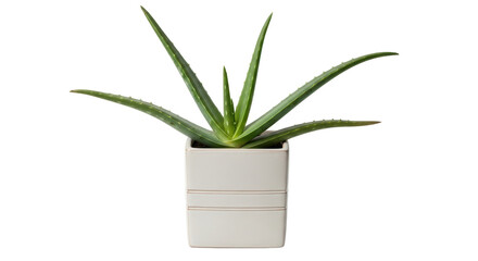 Isolated aloe vera plant in modern pot, medicinal herb, succulent plant in pot, indoor plants