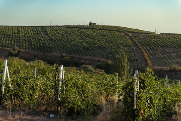 Scenic vineyard on green hillside during sunset, rows of grape plants in natural light, agricultural landscape for wine production.
