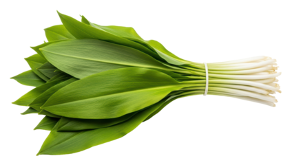 Isolated bunch of fresh green ramson ready to eat, delicious and full of vitamins