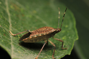 Halyomorpha Halys insect macro photo	