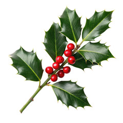 Holly and berries branch twig for christmas png holly png berries png branch png twig png christmas png plant png transparent background