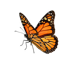 Vibrant Orange Monarch Butterfly with Black Details on Brown Blurred Background,  High Resolution Image Perfect for Textile Prints, Nature