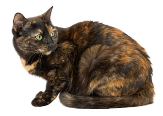 Beautiful Tortoiseshell Cat with striking green eyes white background, isolated on transparent background