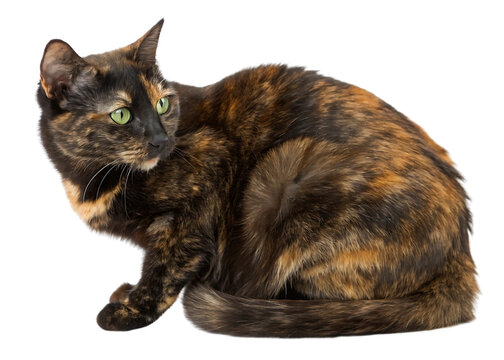 Beautiful Tortoiseshell Cat with striking green eyes white background, isolated on transparent background - Powered by Adobe