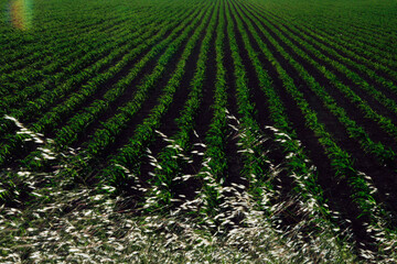 Green Leafs, Rural Life, Background Texture, Art, Zen
