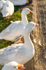 White domestic geese stand behind a wire fence on a sunlit farm. Birds with bright orange beaks and white feathers gather closely, highlighting rural poultry farming atmosphere