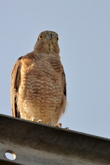 Birds of SL