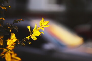 Close-up of fresh green leaves illuminated by warm sunlight with a soft, blurred background.