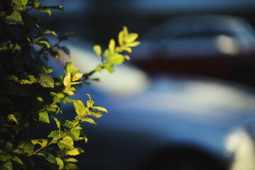 Close-up of fresh green leaves illuminated by warm sunlight with a soft, blurred background.