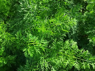 Green carrot leaves growing close together in a vegetable garden.