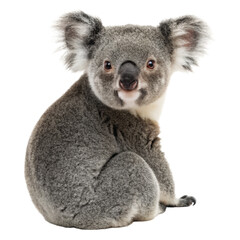 Naklejka premium Koala view from the front and back on png koala png animal png view png front png back png wildlife png transparent background