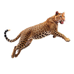 Leopard leap jumping on png leopard png jumping png leap png wild png animal png predator png transparent background