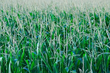 Corn Field, Art, Zen, Nature