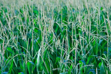 Corn Field, Art, Zen, Nature