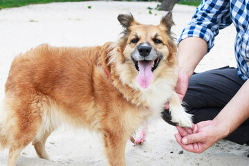 Dog with a hurt paw on the beach. Man ich checking what is wrong with animal's leg. © agneskantaruk