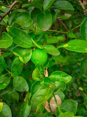 "A lemon tree with a single bright green young fruit in the middle of a dense green leaf."