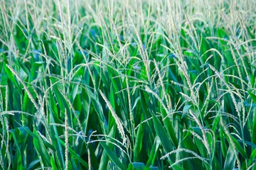 Corn Field, Art, Zen, Nature