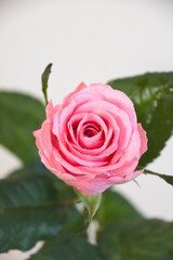 ピンクのばら
