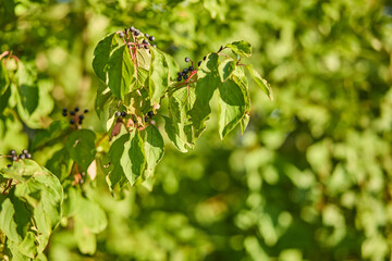 Black medicinal berries on a green bush 