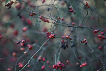 A rosehip bush with red berries in autumn