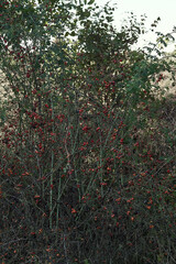 A rosehip bush with red berries in autumn