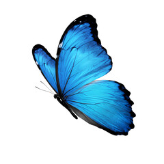 Vibrant Blue Morpho Butterfly in Flight Isolated on White Background isolated on transparent background