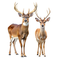 Fototapeta premium Male and female deer on png deer png male png female png wildlife png couple png animals png transparent background