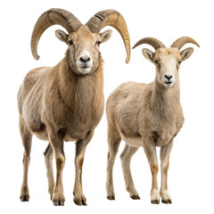 Obraz premium Male and female sheep ram and ewe on png sheep png ram png ewe png male png female png livestock png farm png transparent background