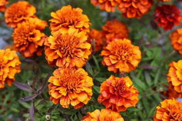 Flower bed with many tagates flowers.