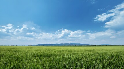 Fototapeta premium A serene landscape with green rolling hills under a blue sky with fluffy clouds.