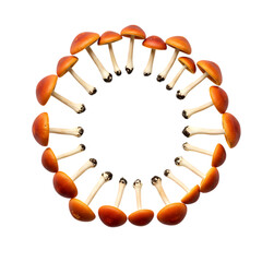 Circular Arrangement of Orange Mushrooms Fungi Nature Photography Food Botany on transparent background
