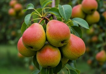 秋の洋梨収穫風景写真