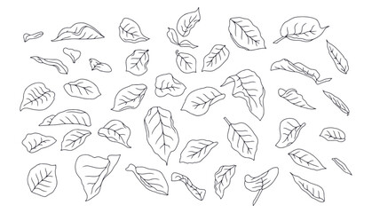 Hand drawn black and white line art rose leaves set isolated clip art