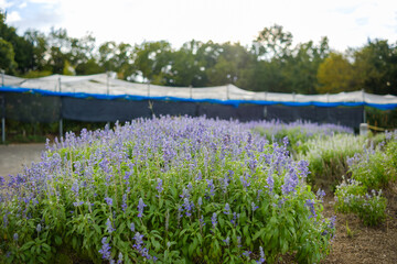 初夏の花畑に咲くブルーサルビアの群生