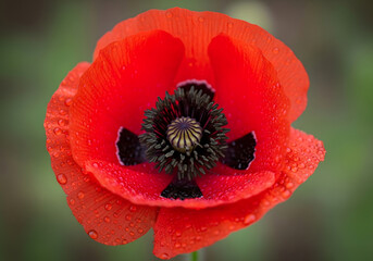 Vibrant red poppy flower with dark center and soft green blurred background