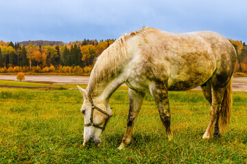 Obraz premium Gray horse grazing peacefully in an autumn field