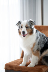 Close up photo of happy Australian shepherd dog with blue merle coat and fluffy fur sitting on a chair indoors, eyes opened and tongue out.  Looking at camera
