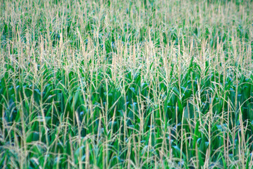 Corn Field, Art, Zen, Nature
