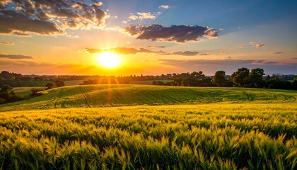 Radiant sunset over lush, rolling fields, casting a golden glow on the tranquil scene