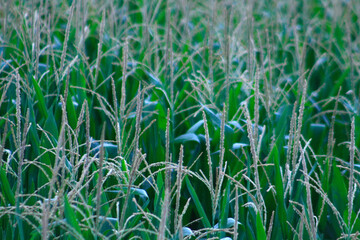 Corn Field, Art, Zen, Nature