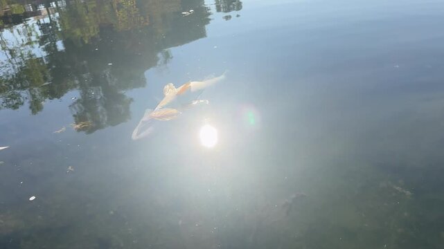 Dead zander, also called walleye or pike perch &ndash; Sander lucioperca &ndash; floating belly up on freshwater lake surface. Still water. Dramatic death scene. Check my portfolio for more zander footage.